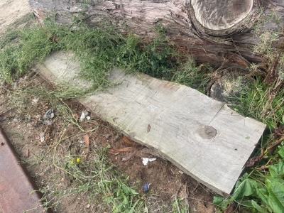 3x Redwood Tree Trunk Sections & Board - 4