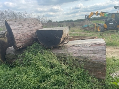 3x Redwood Tree Trunk Sections & Board - 5
