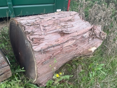 2x Redwood Tree Trunk Sections - 2